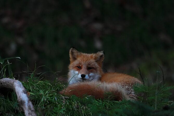 wildlife-night-drive-in-shiretoko-national-park