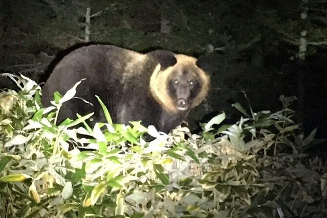 wildlife-night-drive-in-shiretoko-national-park