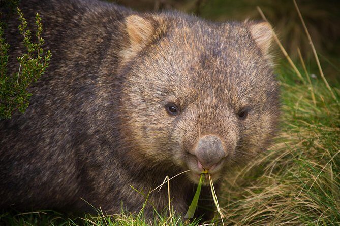 Wildlife Night Spotting at Cradle Mountain - Authentic Insights from Reviewers