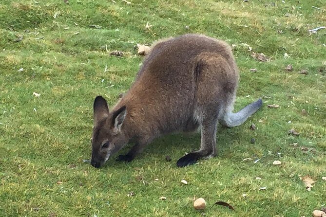 Wildlife Night Spotting at Cradle Mountain - Who Will Love This Tour?