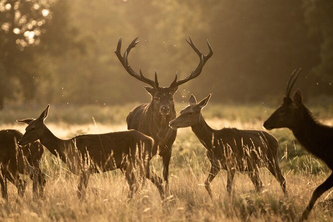 wildlife-photography-workshop-in-richmond-park-in-london
