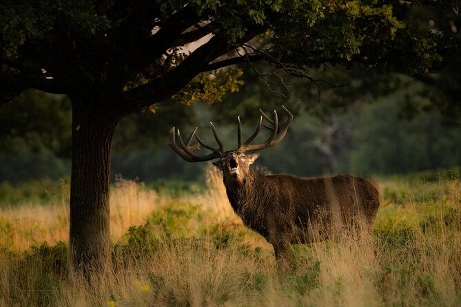 wildlife-photography-workshop-in-richmond-park-in-london