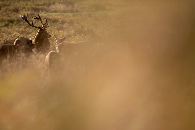 wildlife-photography-workshop-in-richmond-park-in-london