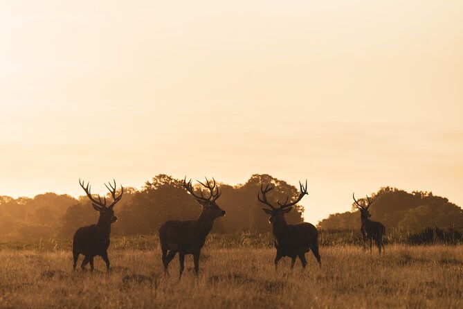 wildlife-photography-workshop-in-richmond-park-in-london