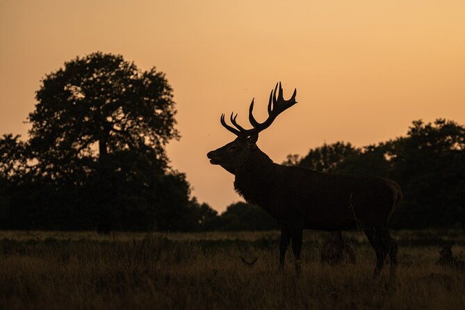 wildlife-photography-workshop-in-richmond-park-in-london