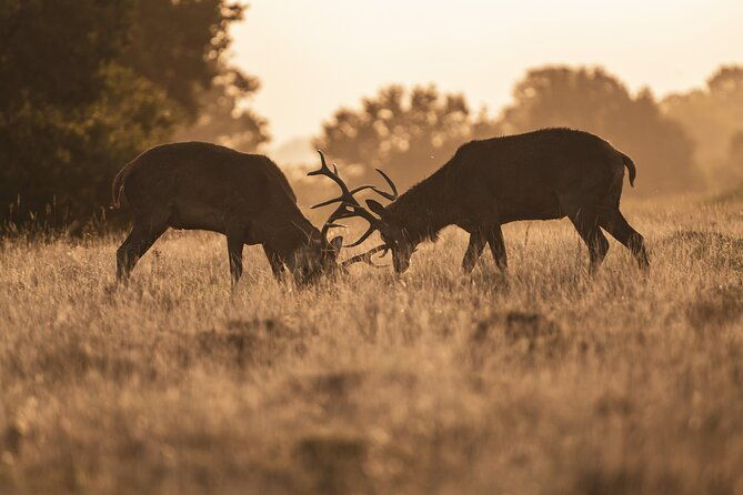 wildlife-photography-workshop-in-richmond-park-in-london