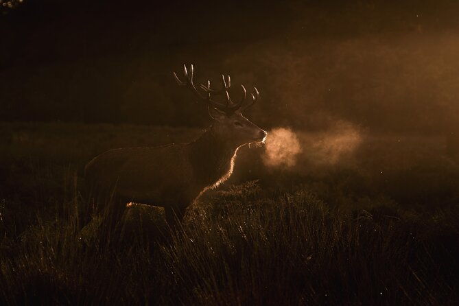 wildlife-photography-workshop-in-richmond-park-in-london