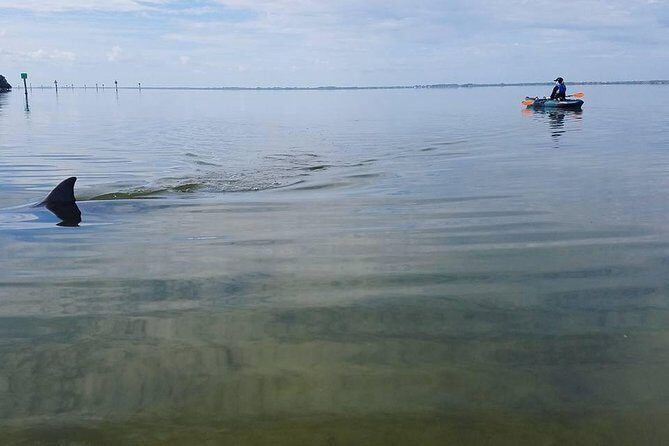 Wildlife Refuge Manatee, Dolphin & Mangrove Kayak or Paddleboarding Tour! - The Downside: Nature Can Be Unpredictable