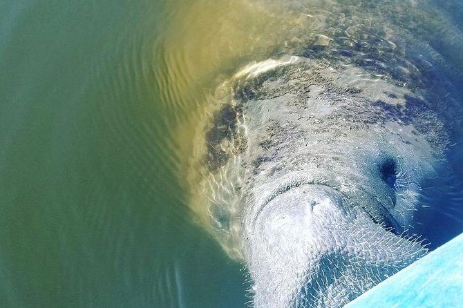 Wildlife Refuge Manatee, Dolphin & Mangrove Kayak or Paddleboarding Tour! - Frequently Asked Questions (FAQs)