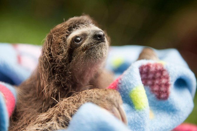 wildlife-rescue-center-and-punta-uva-beach-jungle-hike