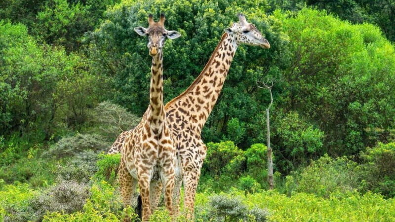 Wildlife Safari 3-Days 2-Night from Zanzibar to Mikumi - Key Points
