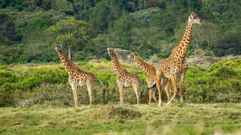 Wildlife Safari 3-Days 2-Night from Zanzibar to Mikumi - Who Will Love This Tour?