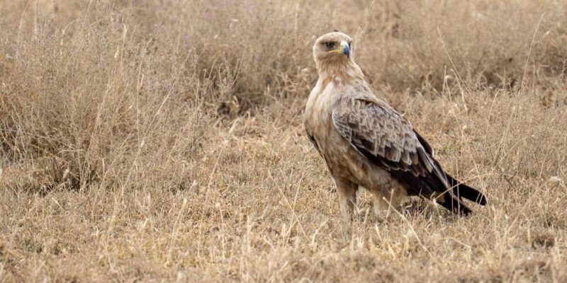 Wildlife Safari 3-Days 2-Night from Zanzibar to Mikumi - Final Thoughts