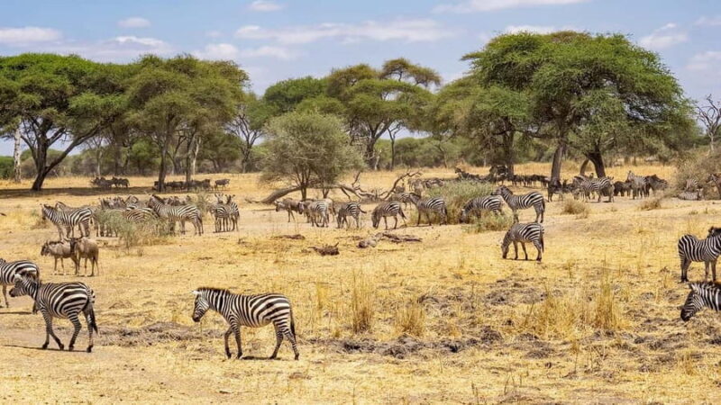 Wildlife Safari 3-Days 2-Night from Zanzibar to Mikumi - FAQ