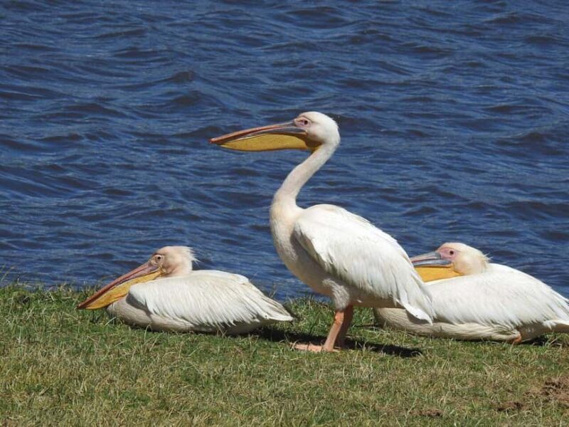 Wildlife Safari and Zanzibar Beach Holiday-11 Days - Day 2: Exploring Tarangire National Park