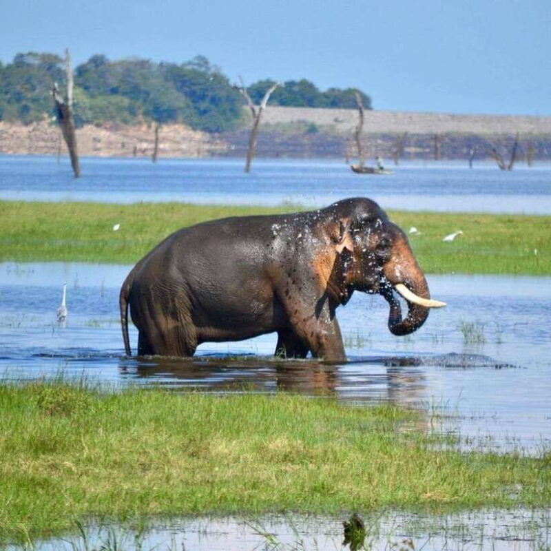 wildlife-safari-at-kaudulla-national-park