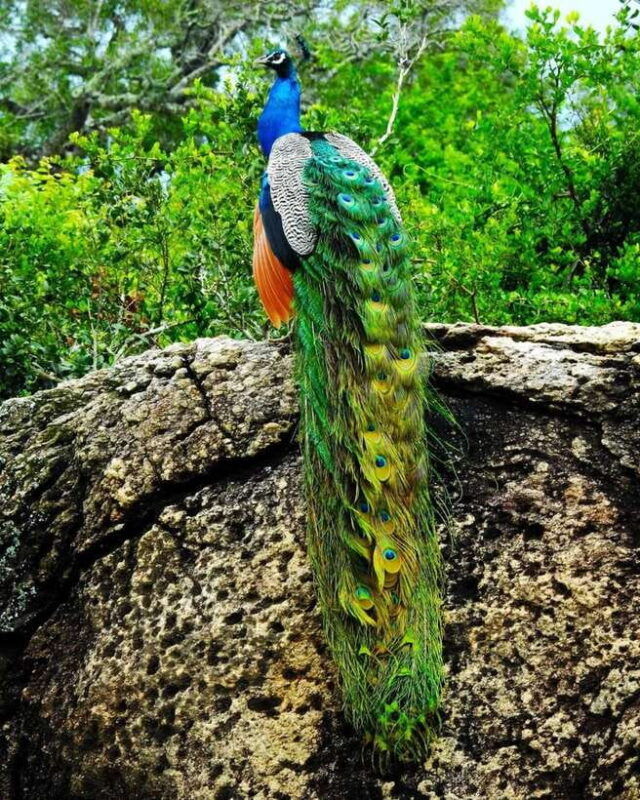 wildlife-safari-at-kaudulla-national-park