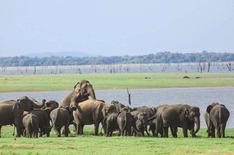 wildlife-safari-at-kaudulla-national-park