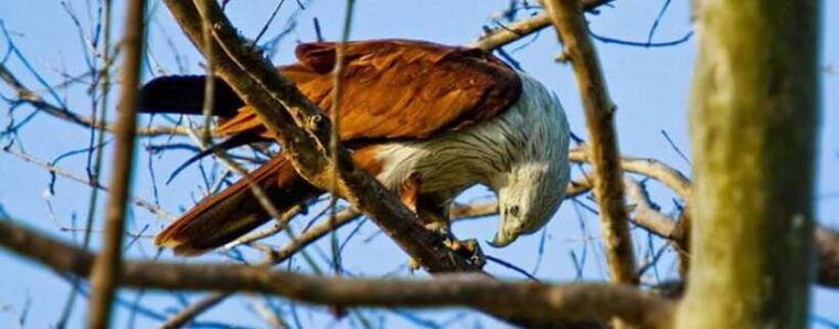 wildlife-safari-at-kaudulla-national-park