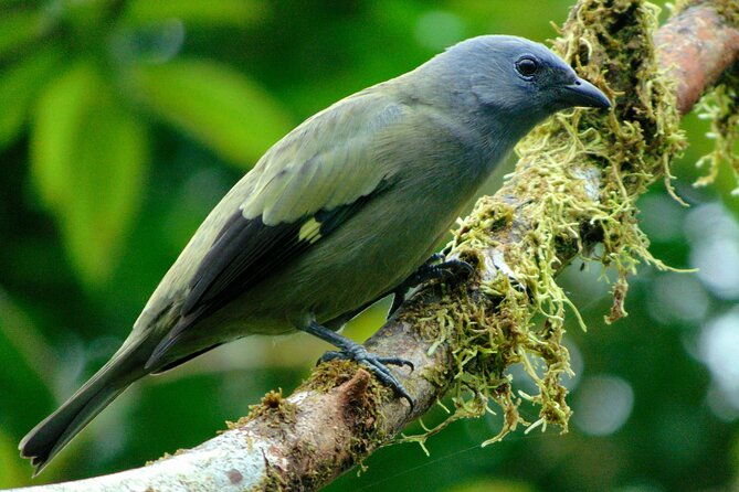 wildlife-safari-boat-tenorio-excellent-bird-watching-tour