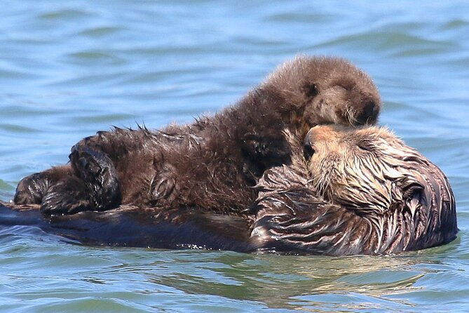 wildlife-safari-boat-tour-in-scenic-monterey-bay-wetland