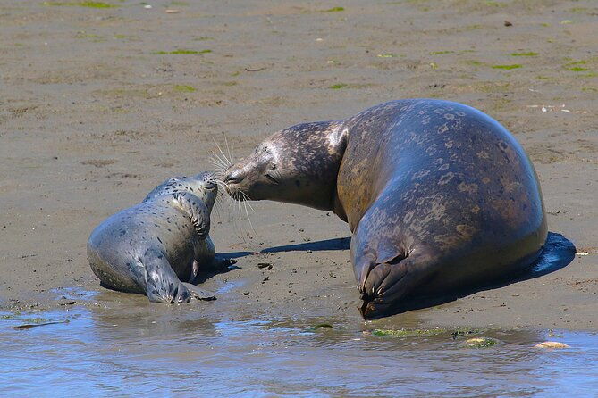 wildlife-safari-boat-tour-in-scenic-monterey-bay-wetland