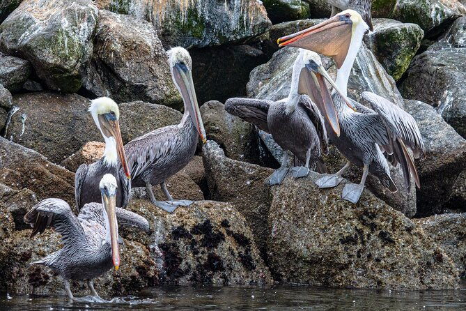 wildlife-safari-boat-tour-in-scenic-monterey-bay-wetland