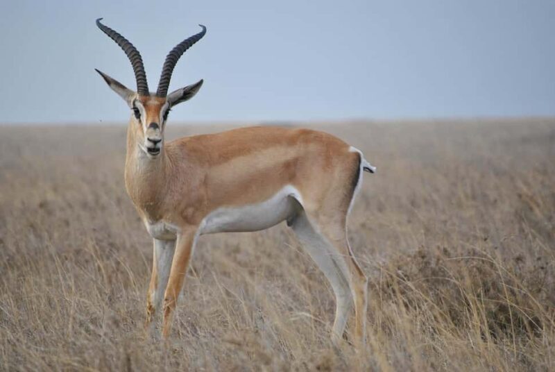 Wildlife safari: Dar Es salaam - Mikumi NP: 2 Days - Introduction to the Mikumi Safari Experience