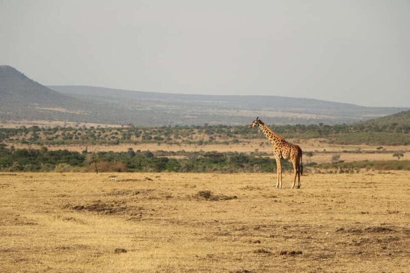Wildlife safari: Dar Es salaam - Mikumi NP: 2 Days - What’s Included and What to Consider