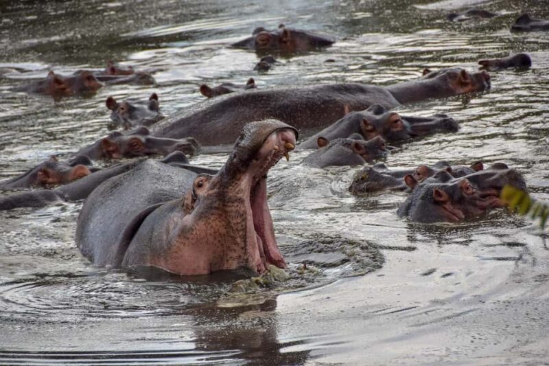 Wildlife safari: Dar Es salaam - Mikumi NP: 2 Days - Visualizing the Experience