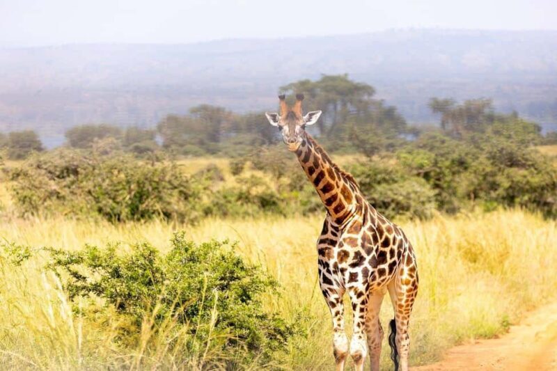 Wildlife safari: Dar Es salaam - Mikumi NP: 2 Days - Who Should Consider This Tour?