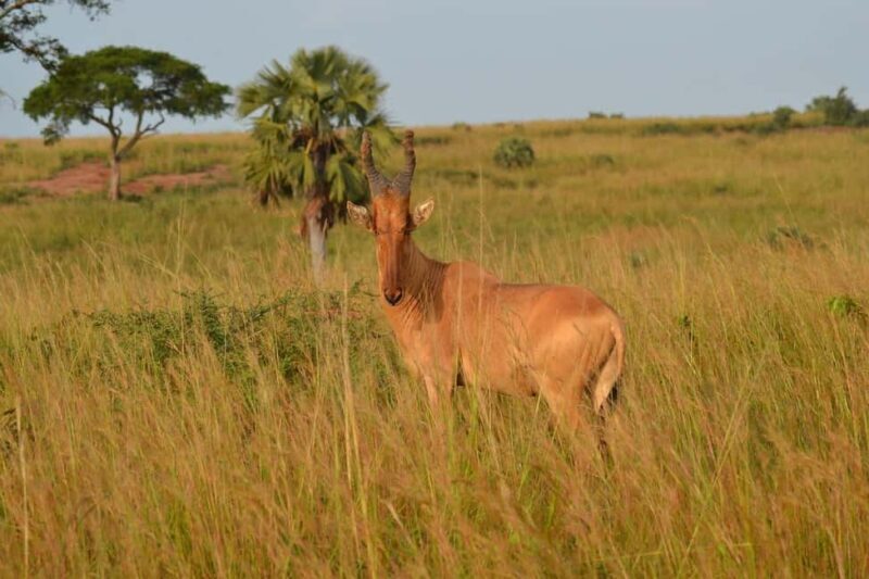 Wildlife safari: Dar Es salaam - Mikumi NP: 2 Days - The Sum Up