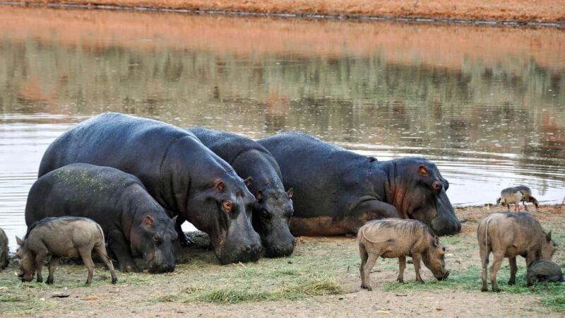 Wildlife safari: Dar Es salaam - Mikumi NP: 2 Days - FAQ