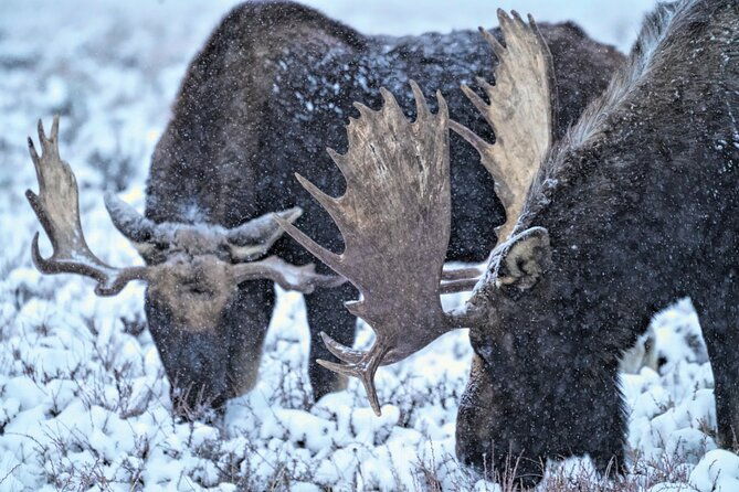 wildlife-safari-elk-refuge-sleigh-ride-winter-camp-igloo-dinner