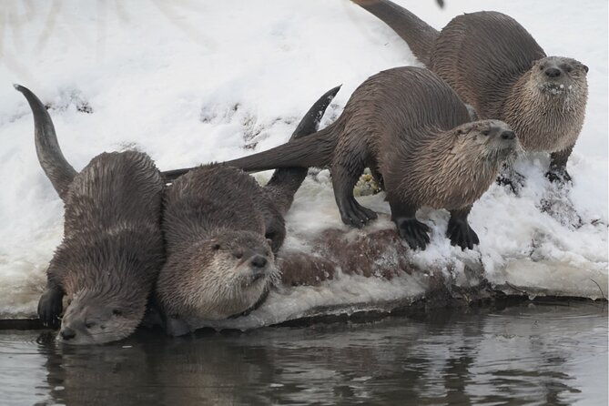 wildlife-safari-elk-refuge-sleigh-ride-winter-camp-igloo-dinner