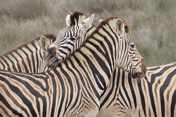 Wildlife Safari, Olive, Beer/Wine Tasting Day Tour from Cape Town - A Complete Breakdown of the Tour