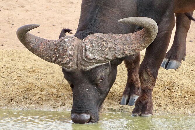 Wildlife Safari, Olive, Beer/Wine Tasting Day Tour from Cape Town - What Makes This Tour Special and Why It’s Worth It