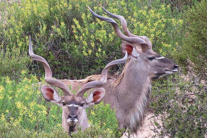 Wildlife Safari, Olive, Beer/Wine Tasting Day Tour from Cape Town - Final Thoughts