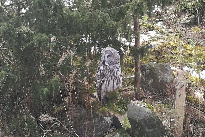 wildlife-safari-small-group-in-stockholm