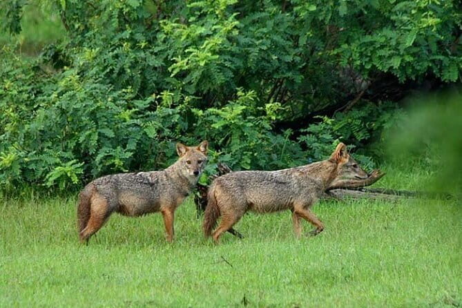 Wildlife Safari Udawalawa - Who Will Love This Tour?