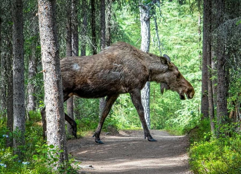Wildlife safari with campfire dinner from Helsinki - Key Points