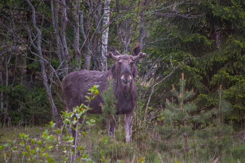 Wildlife safari with campfire dinner from Helsinki - An In-Depth Look at the Wildlife Safari Experience