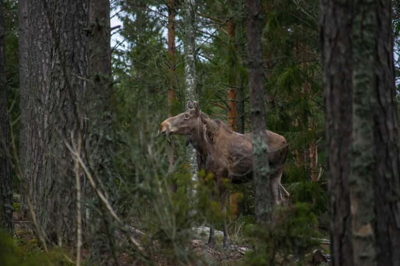 Wildlife safari with campfire dinner from Helsinki - Who Will Love This Tour?
