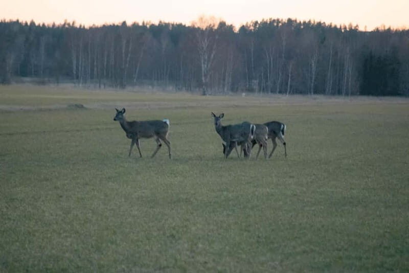 Wildlife safari with campfire dinner from Helsinki - Final Thoughts: Is It Worth It?