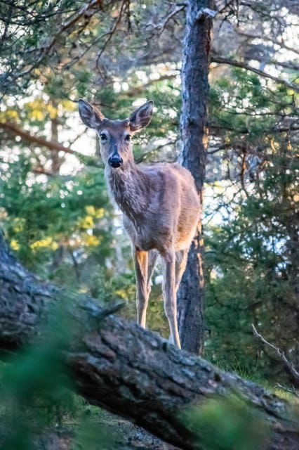wildlife-safari-with-campfire-dinner-from-helsinki