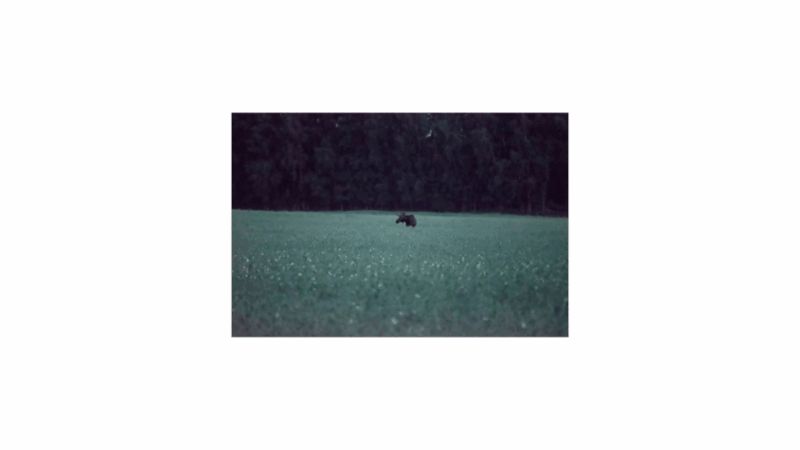 wildlife-safari-with-campfire-dinner-from-helsinki