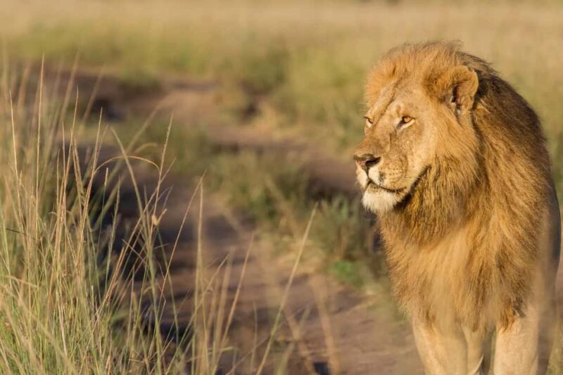 Wildlife & Scenic Wonders: 8-Day Kenya Safari in 4x4 jeep - Game Drives and Balloon Adventures