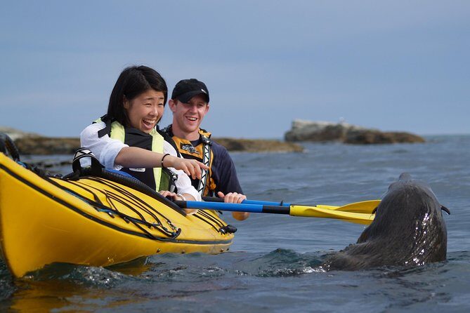 Wildlife Sea Kayaking Tour - Kaikoura - The Sum Up