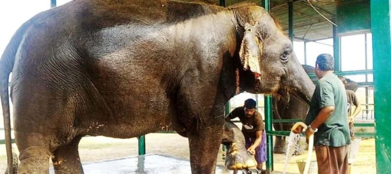 Wildlife SOS Elephant Sanctuary & Taj Mahal Tour from Delhi - FAQ