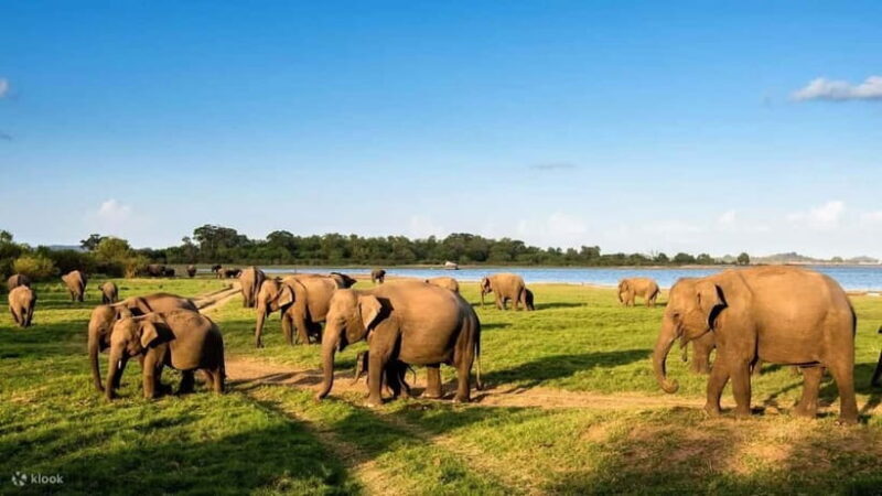 Wildlife Sri Lanka: 10-Day All-Inclusive Luxury Tour - Starting Off: Arrival and Bird Watching in Negombo